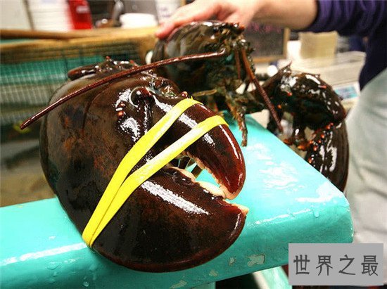世界上最大的龙虾，美洲螯龙虾了解一下
