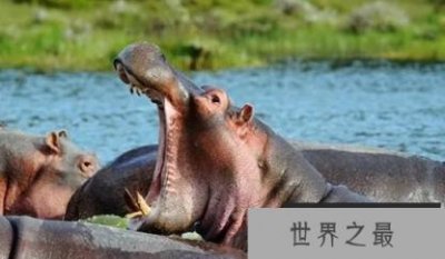 ​世界上六大最危险动物，蚊子真是第一杀手