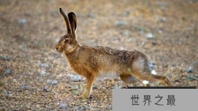 ​世界上跑的最快的兔子欧洲野兔每秒20米