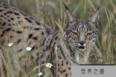 ​欧洲大陆上最大的猫科动物：伊比利亚猞猁