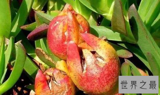 世界十大黑暗水果，木苹果让人的呕吐酸腐气息