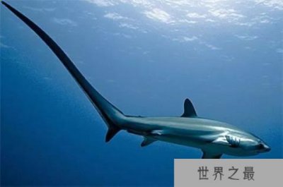 ​世界上尾巴最长的鲨鱼，浅海长尾鲨用尾巴钓鱼
