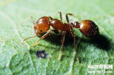 ​世界上最毒的蚂蚁，红火蚁(咬人休克致死)