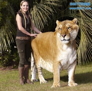 ​世界上最大的狮虎兽，狮子老虎的结晶“大力神”(重836斤)