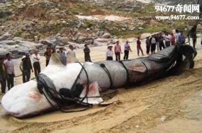 ​巨型哲罗鲑，中国最神秘的物种(疑是水怪)