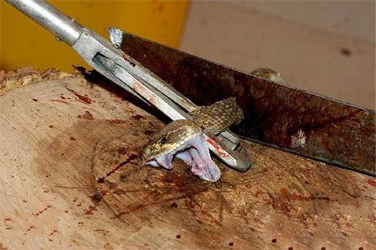 全球最恐怖的蛇 响尾蛇死后还可咬人震惊！