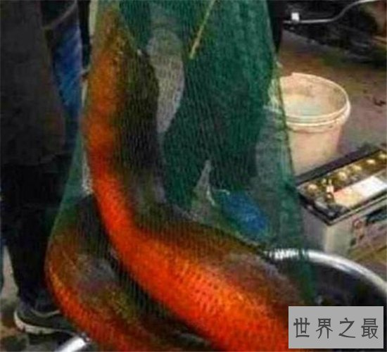 世界上最大的黄鳝相当于人类的小腿 1.5米长36斤重