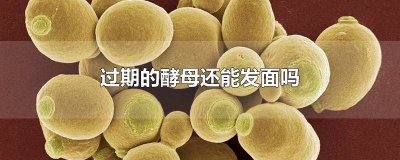​过期的酵母发面还能吃吗 用过期酵母发面成功了