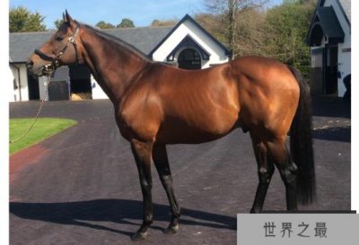 ​世界十大名马 纯血马位列第一，价值千万美金
