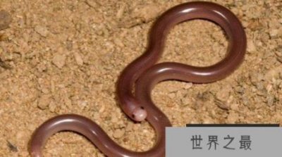 ​世界上最小的蛇盲蛇长不到两分米，非常类似于蚯蚓