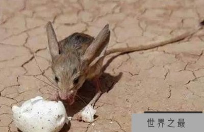​世界上最恐怖最罕见的动物