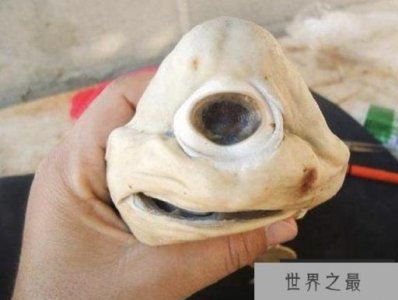 ​世界十大长相最奇怪的动物，独眼鲨鱼排第一