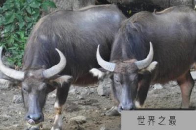 ​最凶猛的牛十大排名，白袜子排第二，第五体型最大