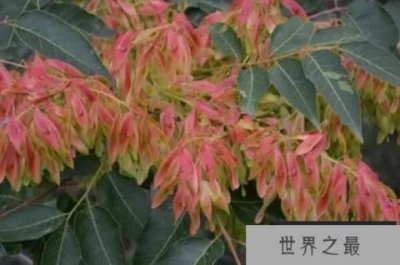 ​耐旱的景观树木有哪些？最耐旱的十大绿化树种