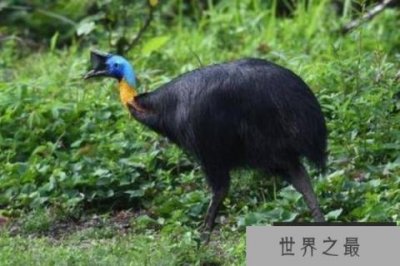 ​世界上十大最危险的鸟类，鹤鸵最凶猛，第三是大长腿