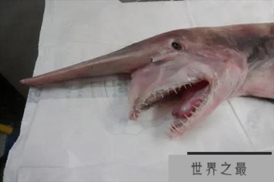 ​世界十大最可怕的鲨鱼，幽灵鲨上榜，第八被称为海洋中的鳄鱼