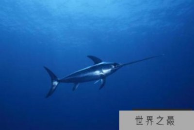 ​速度最快的十大海洋生物，最快时速130公里，巨头鲸上榜