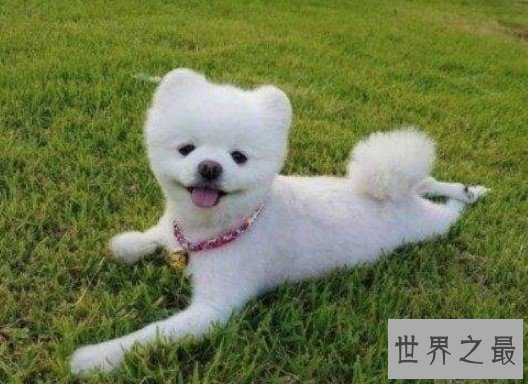 世界上两条腿跑的最快的狗,前肢跑完5米(7.76秒)