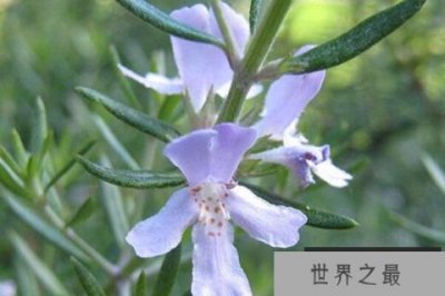 ​世界十大著名香料植物，玫瑰上榜，第六提取的精油被称为液体黄金