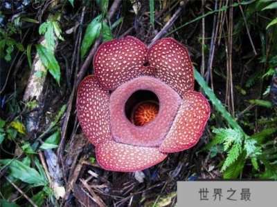 ​世界上最大最臭的花 大王花直径140厘米