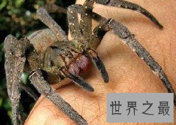 世界上最具毒性的蜘蛛,被称作万毒之王