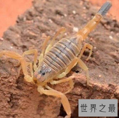 世界毒王之一,一旦被蛰便会瞬间毙命