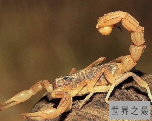 世界毒王之一,一旦被蛰便会瞬间毙命