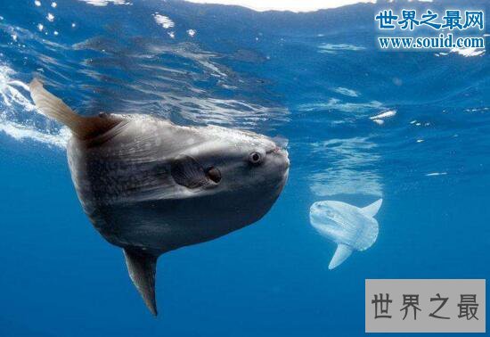 世界上产卵最多的鱼,翻车鱼一次产卵3亿颗