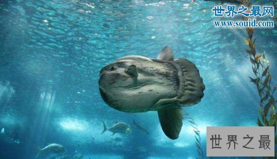 世界上产卵最多的鱼,翻车鱼一次产卵3亿颗