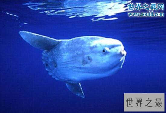 世界上产卵最多的鱼,翻车鱼一次产卵3亿颗