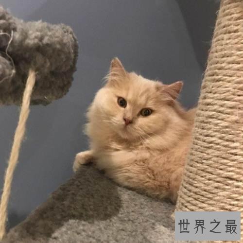 英国短毛猫好养吗 英短猫和美短猫的区别