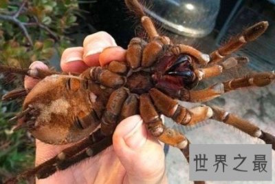 ​最大的蜘蛛既凶残又恶心 但是它们竟有这样可爱的特点