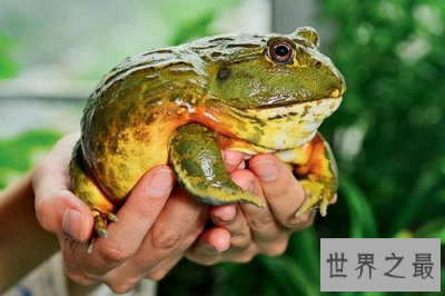 ​史上最大非洲牛蛙  一种可怕的吃人肉的蛙
