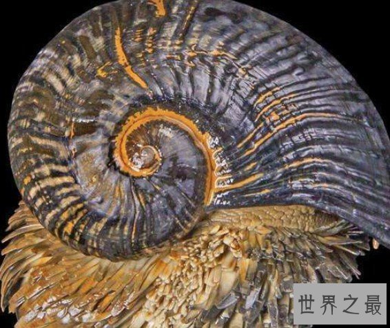 世界上最坚硬的蜗牛,用子弹射击都无法穿透