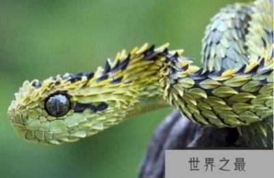​世界上最漂亮的五种蛇排名，全身翠绿的竹叶青蛇排第三