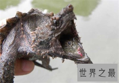 养真鳄龟的人真是勇气可嘉 看图片都不敢靠近