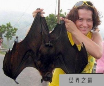 ​世界上最大的蝙蝠，马来大狐蝠不吃肉(183厘米宽)