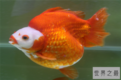 ​四大风水鱼：锦鱼上榜，它能够辟邪镇宅