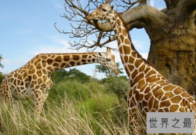 ​世界最高的陆上动物，长颈鹿平均高5米（刚出生1.5米高）