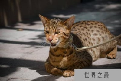 ​世界最贵的猫十大排名，阿瑟拉猫身价排第一
