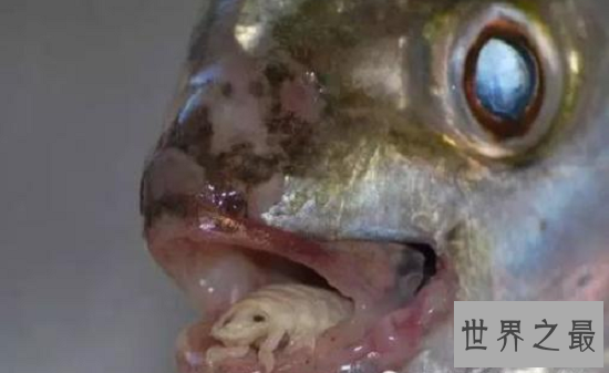 沉迷“鱼舌”的贝蒂寄生虫，看完你还敢吃鱼吗！？