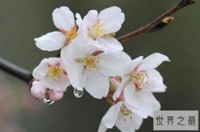 ​最常见的十大樱花品种，寒绯樱上榜，第一赏花期较短