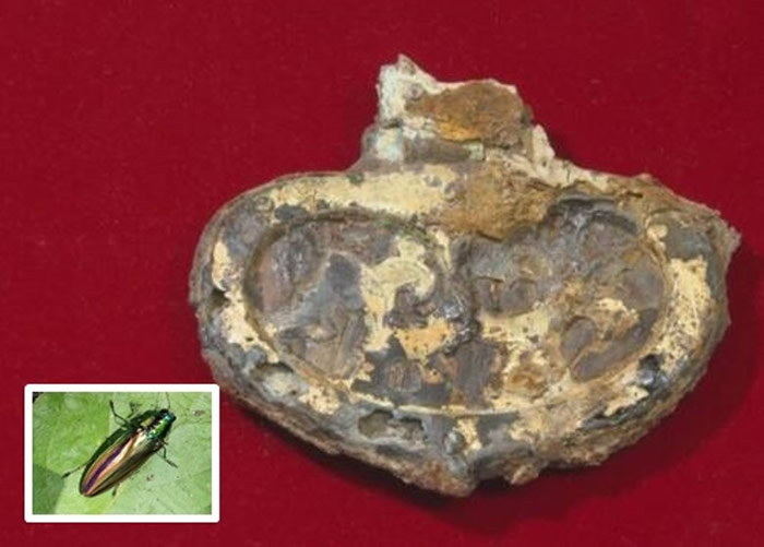 马具上面使用了玉虫(小图)之翼装饰。