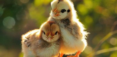 ​先有的鸡还是先有的蛋（世界上是先有鸡还是先有蛋）