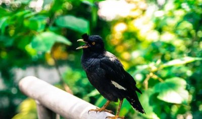 ​世界上最漂亮的鸟的名字叫什么（最美鸟类前十名图片）