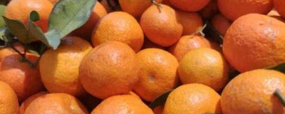 ​砂糖桔几月份成熟