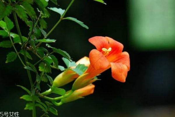 什么是凌霄呢 凌霄有什么作用呢 什么是凌霄呢 凌霄有什么作用呢