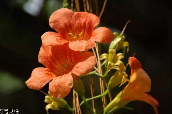 什么是凌霄呢 凌霄有什么作用呢 什么是凌霄呢 凌霄有什么作用呢