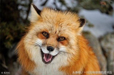 ​民间故事:村中老人讲述狐仙救人的故事，结局最后感人!