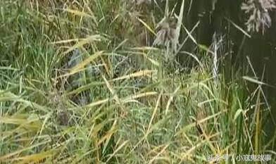 真实的两个短篇鬼故事，看的你手脚凉凉的